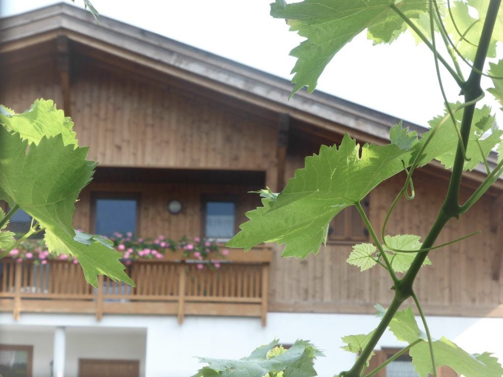 Weinreben (3)